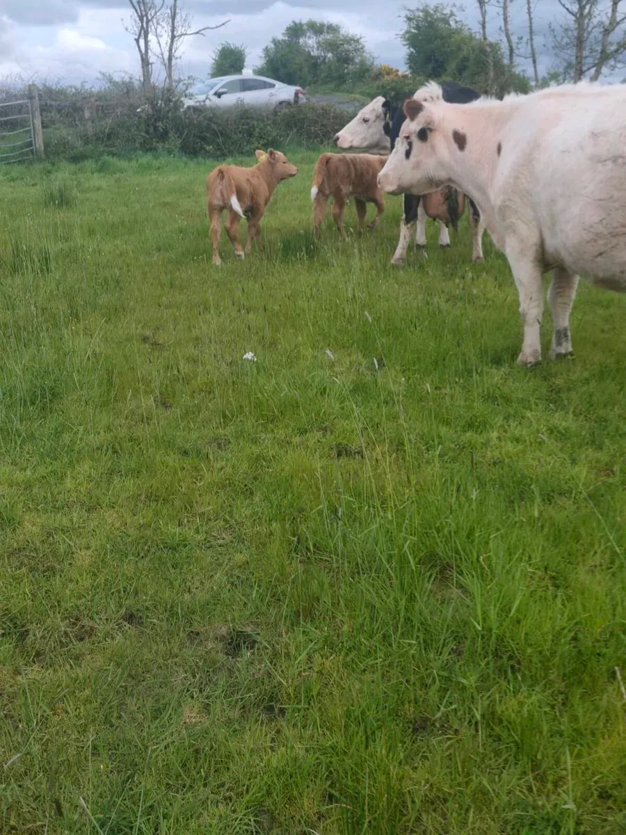 2 Cows with Golden Charolais Heifers calves - Image 4