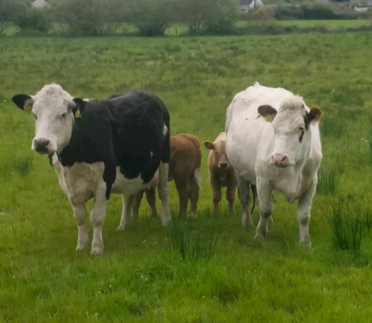 2 Cows with Golden Charolais Heifers calves - Image 1