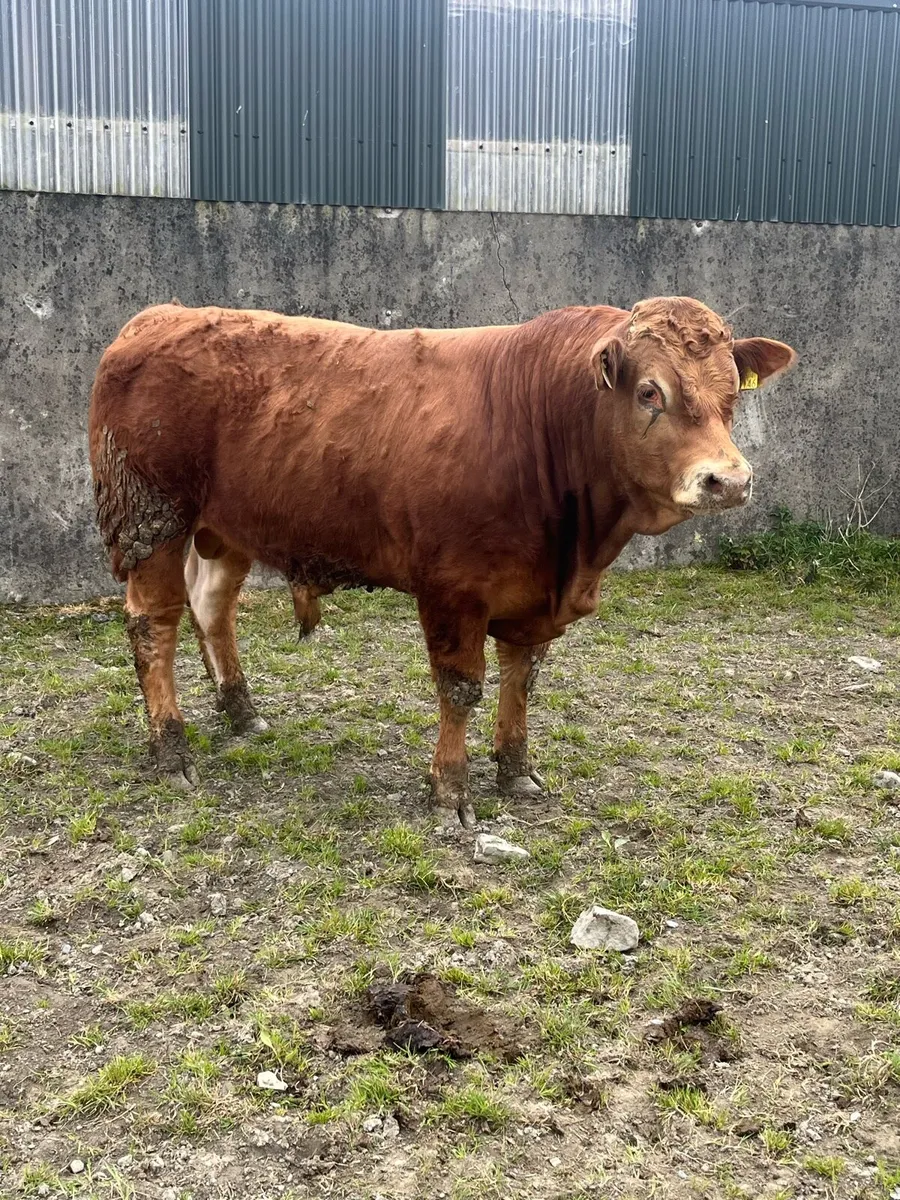 Limousin Bull - Image 3