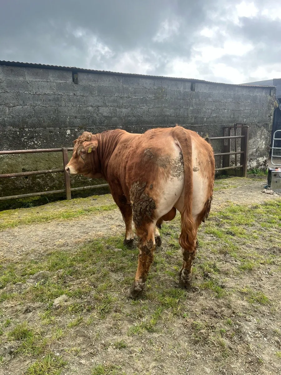 Limousin Bull - Image 4