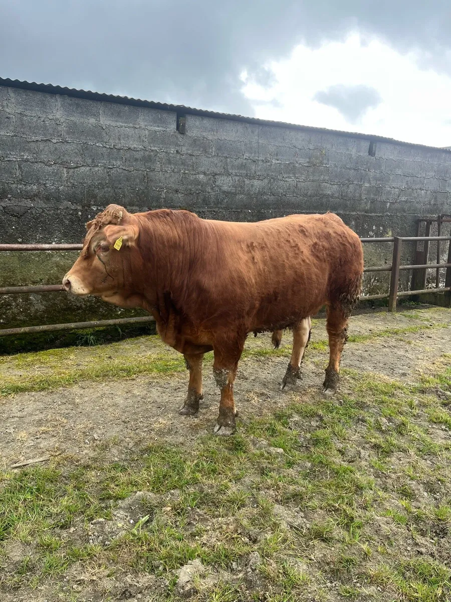 Limousin Bull - Image 2