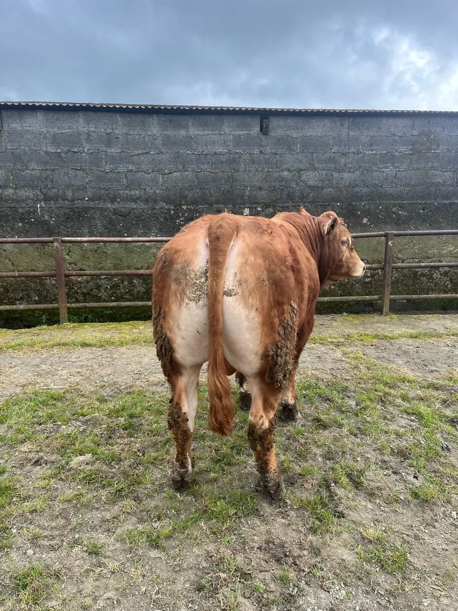 Limousin Bull - Image 1