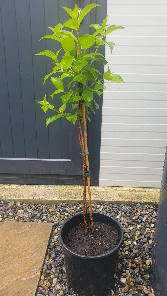 Weigela - Image 1