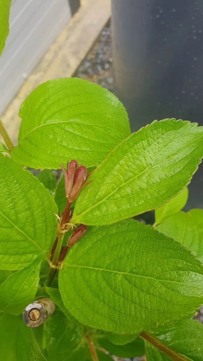 Weigela - Image 2