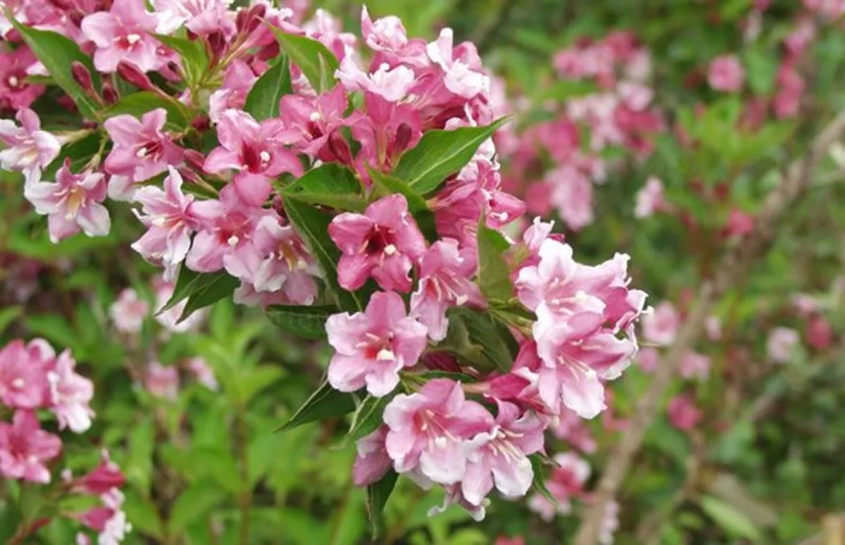 Weigela - Image 3