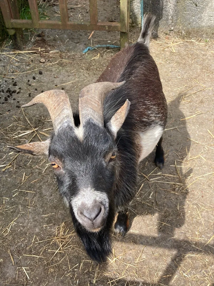 Male Pygmy goat for sale - Image 1