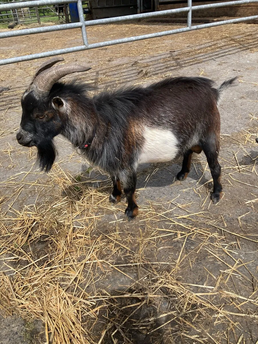 Male Pygmy goat for sale - Image 2