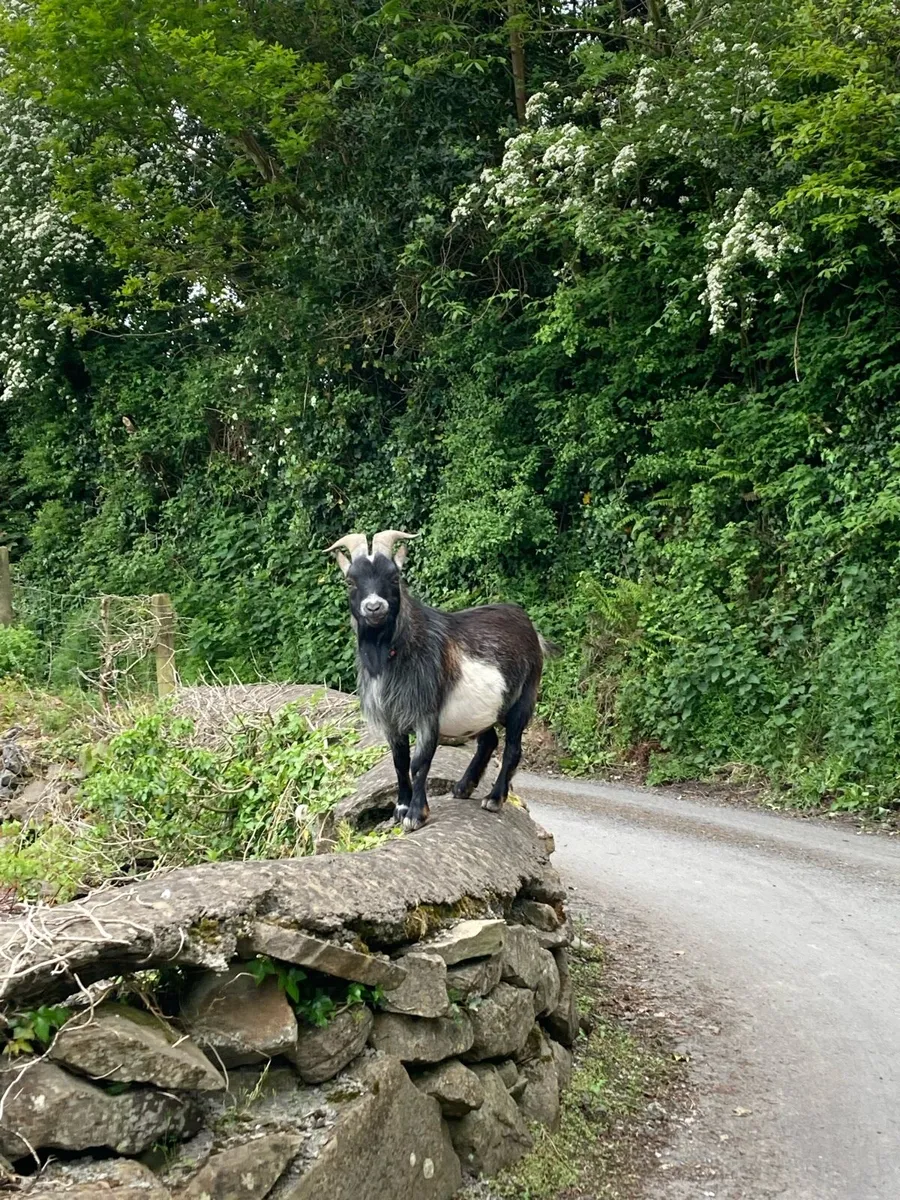 Male Pygmy goat for sale - Image 3