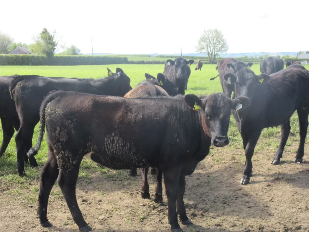 25 aberdeen angus heifers - Image 3