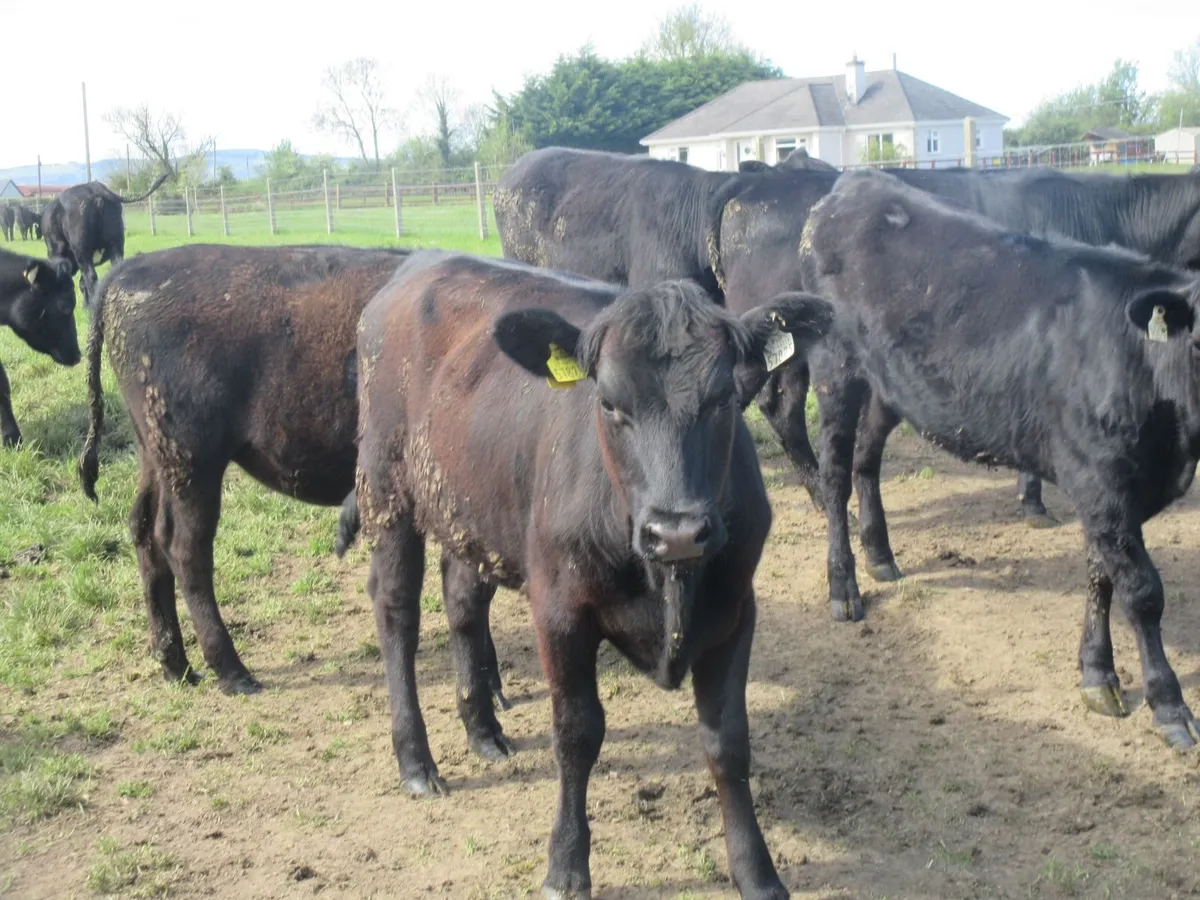 25 aberdeen angus heifers - Image 1