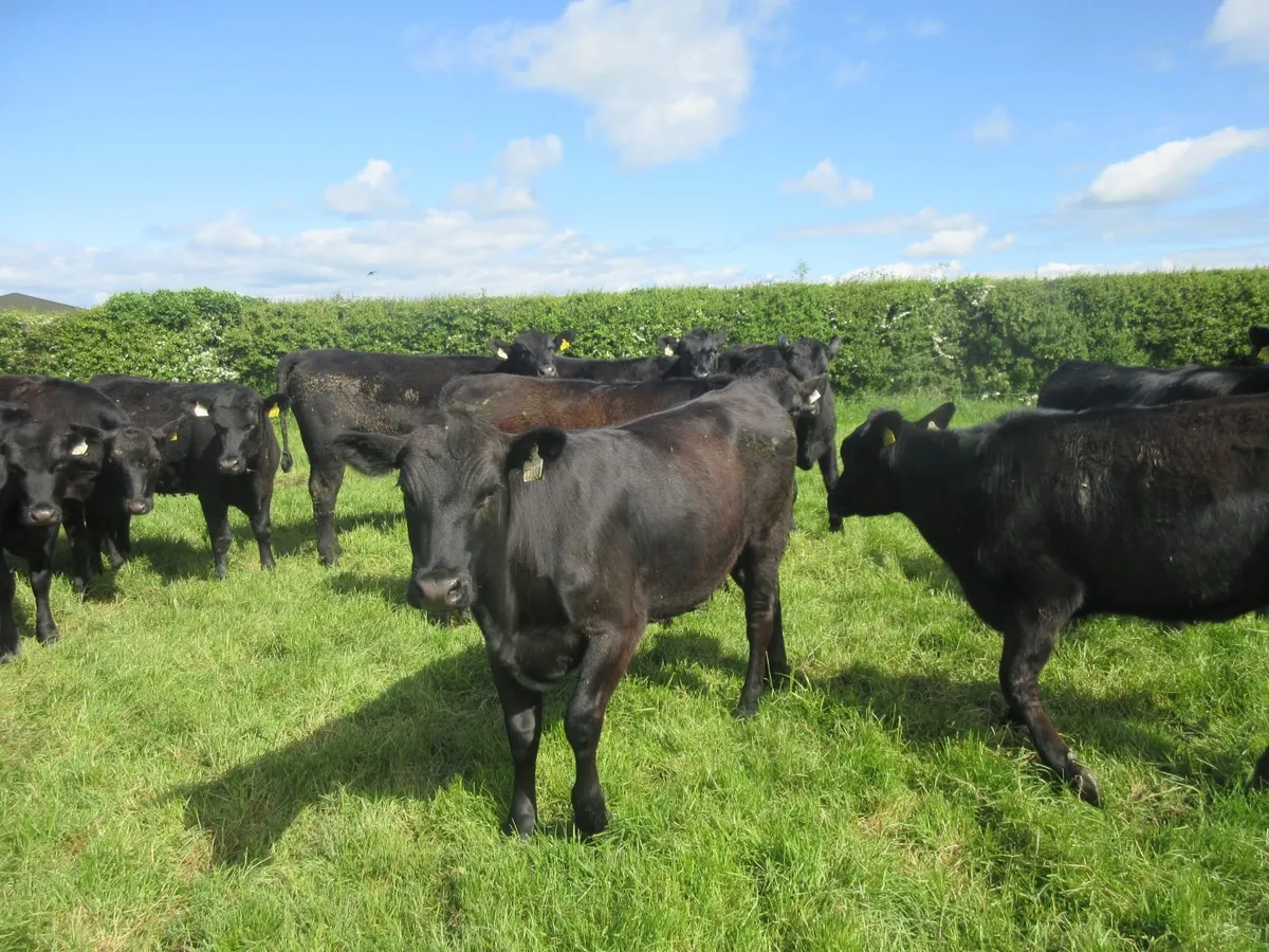 25 aberdeen angus heifers - Image 4