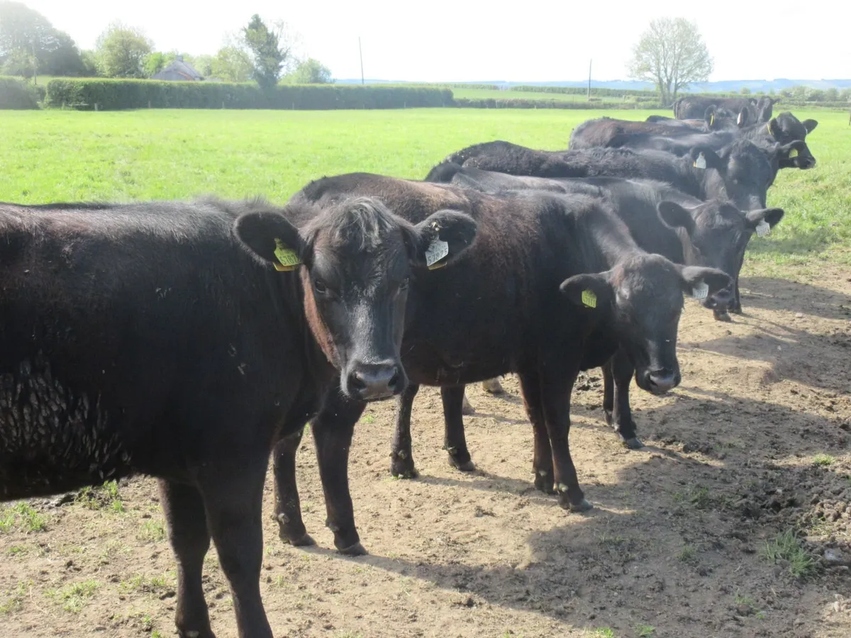25 aberdeen angus heifers - Image 2