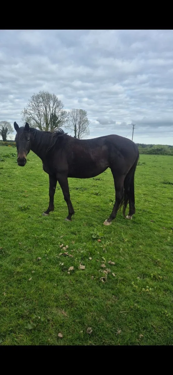 Maiden Mare for sale - Image 1