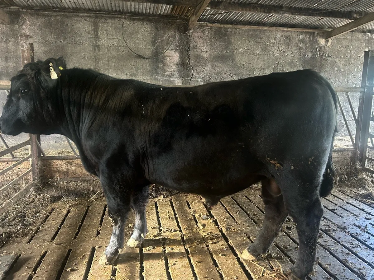 Angus bull - Image 1