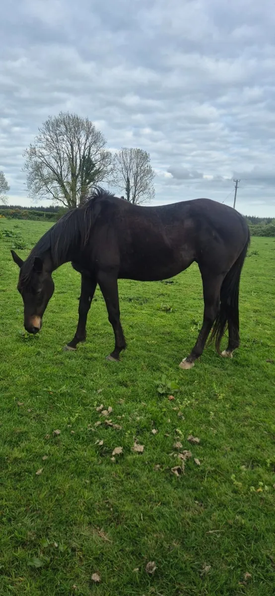 Maiden Mare for sale - Image 2