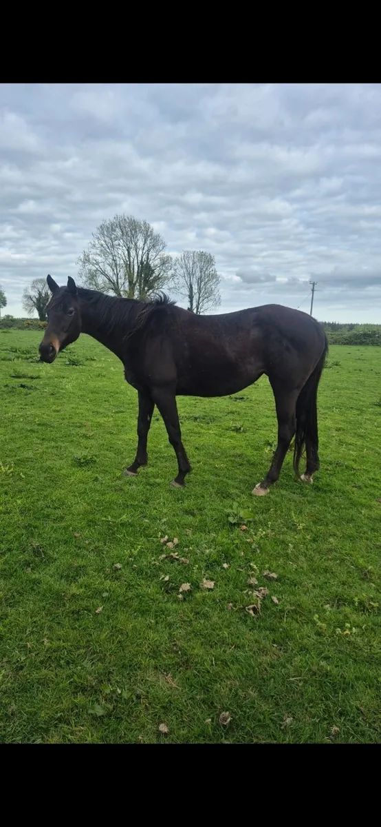 Maiden Mare for sale - Image 3