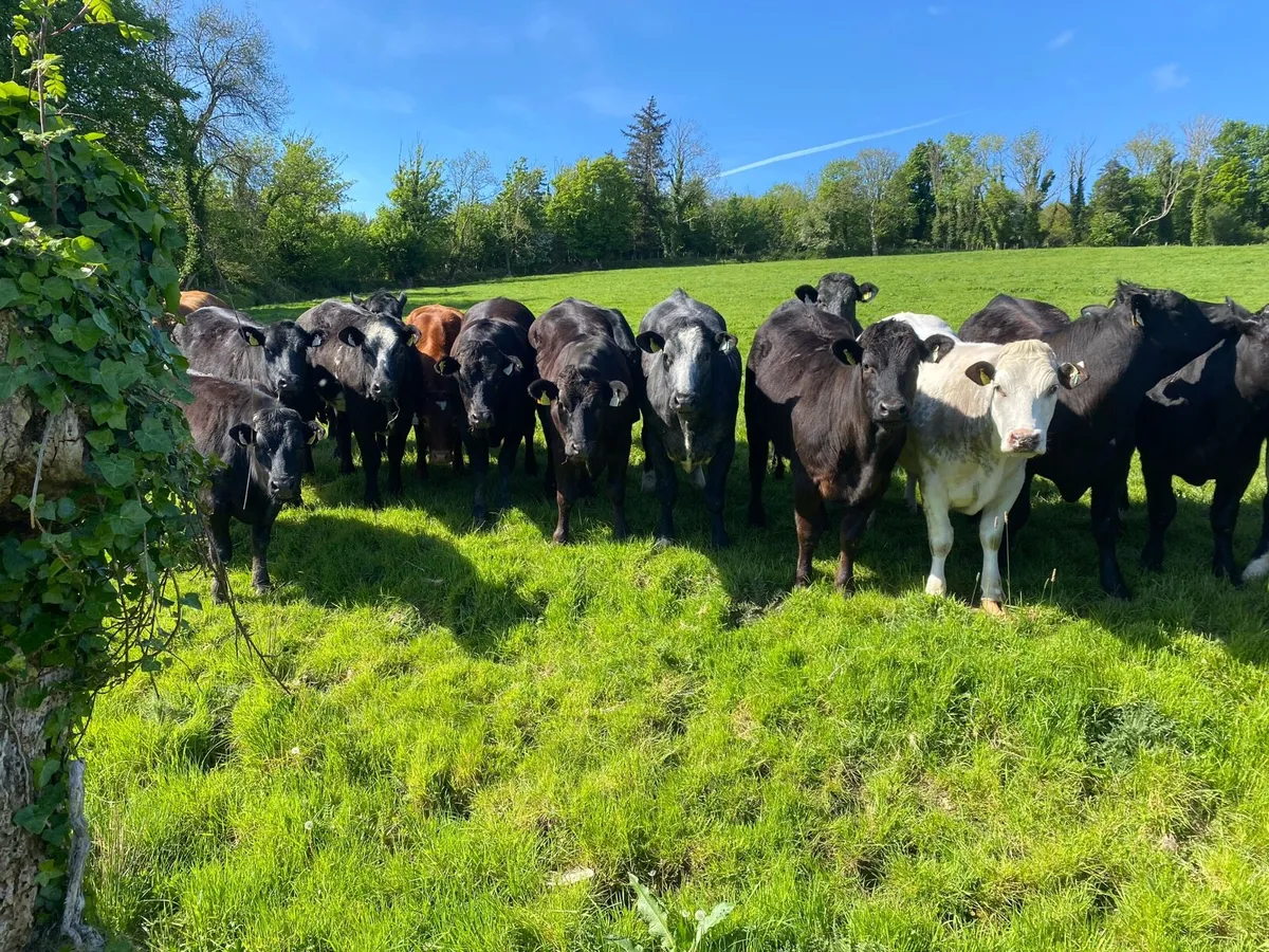 Heifers - Image 1