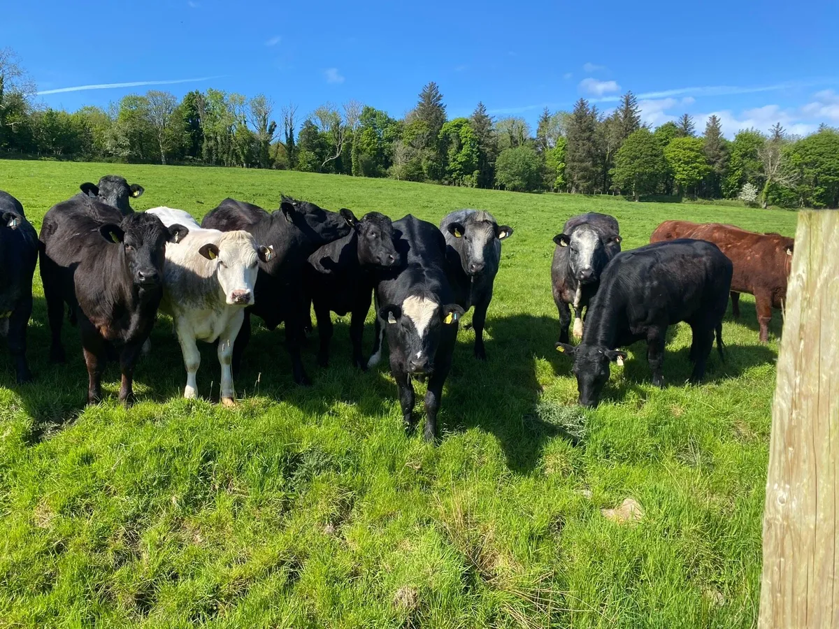 Heifers - Image 2