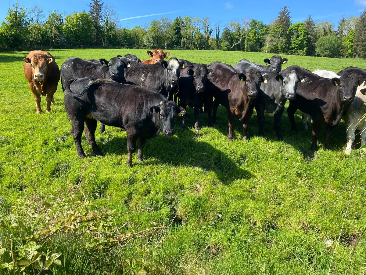Heifers - Image 3