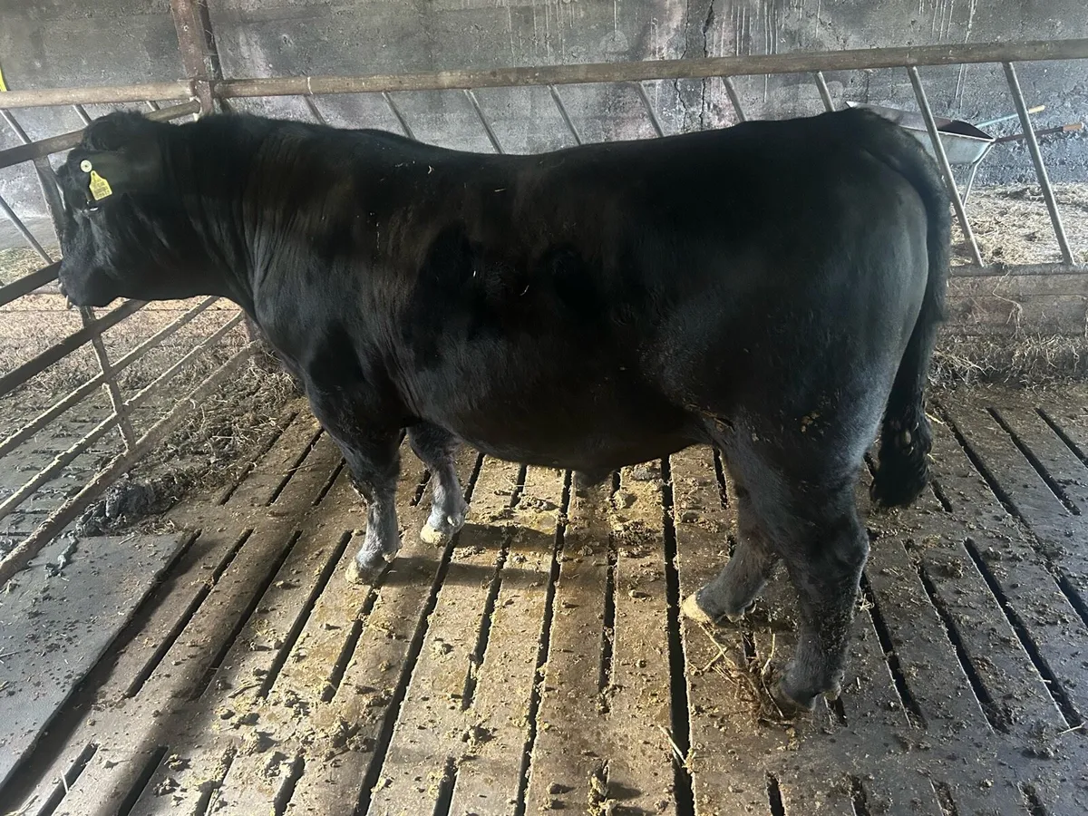 Angus bull - Image 2