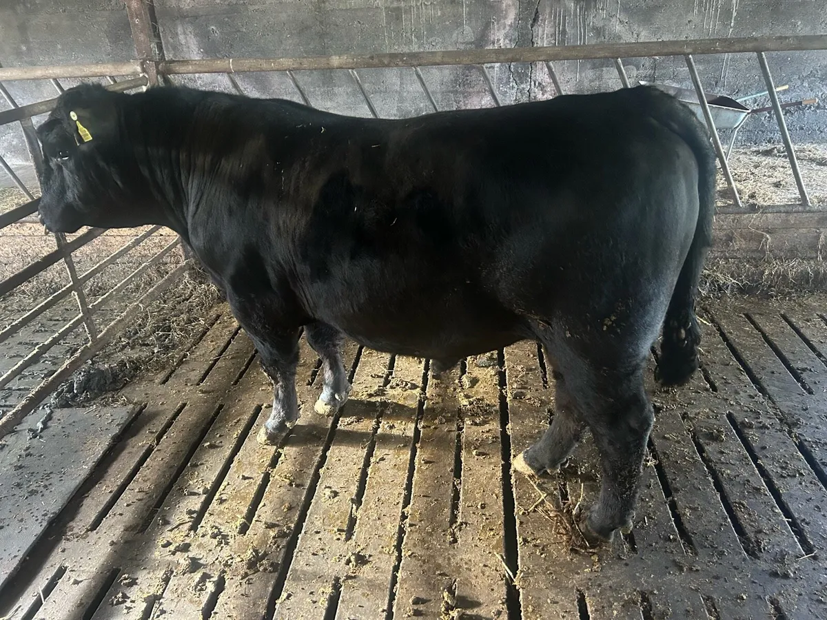 Angus bull - Image 3