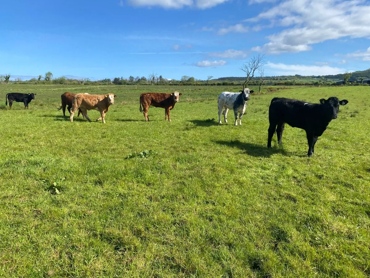 Heifers - Image 4