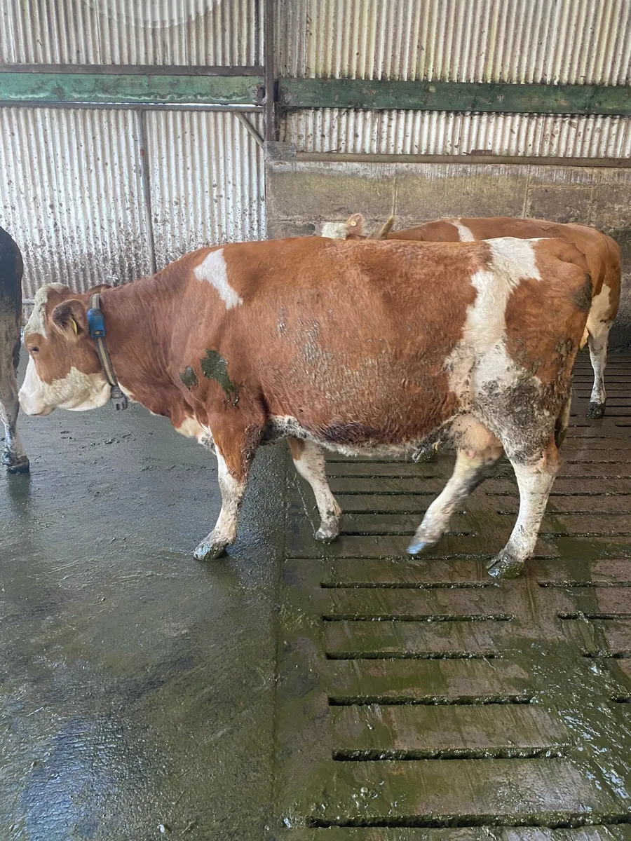 Cows - Image 1