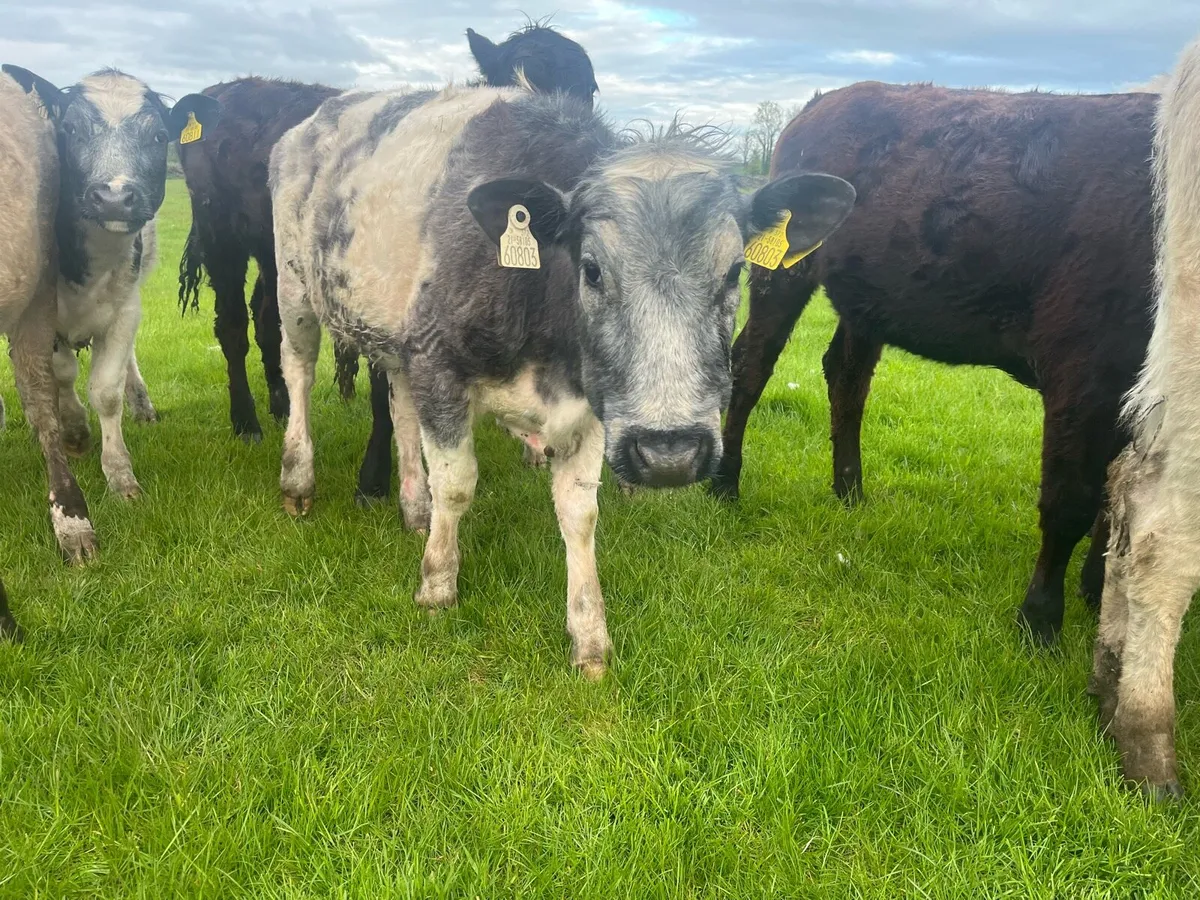 Belgian blue heifers - Image 2