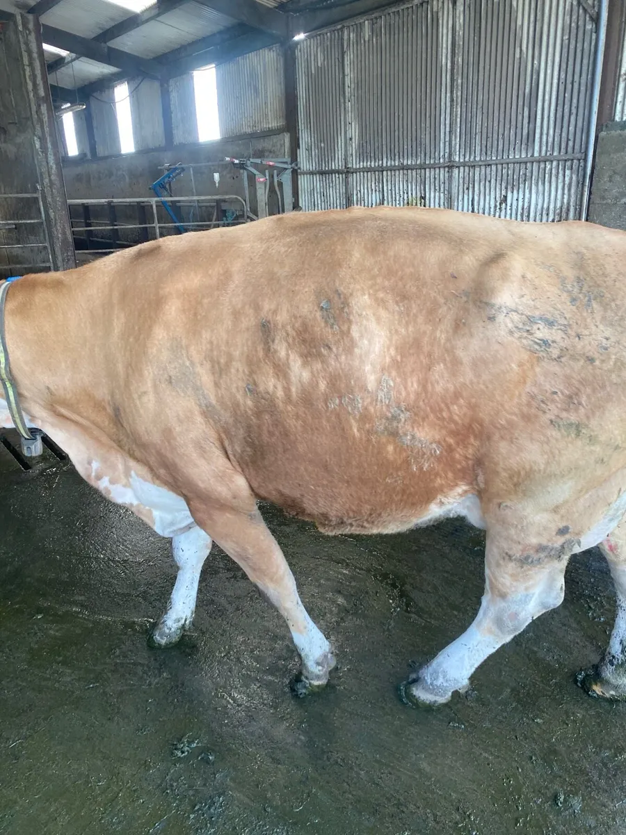 Cows - Image 2