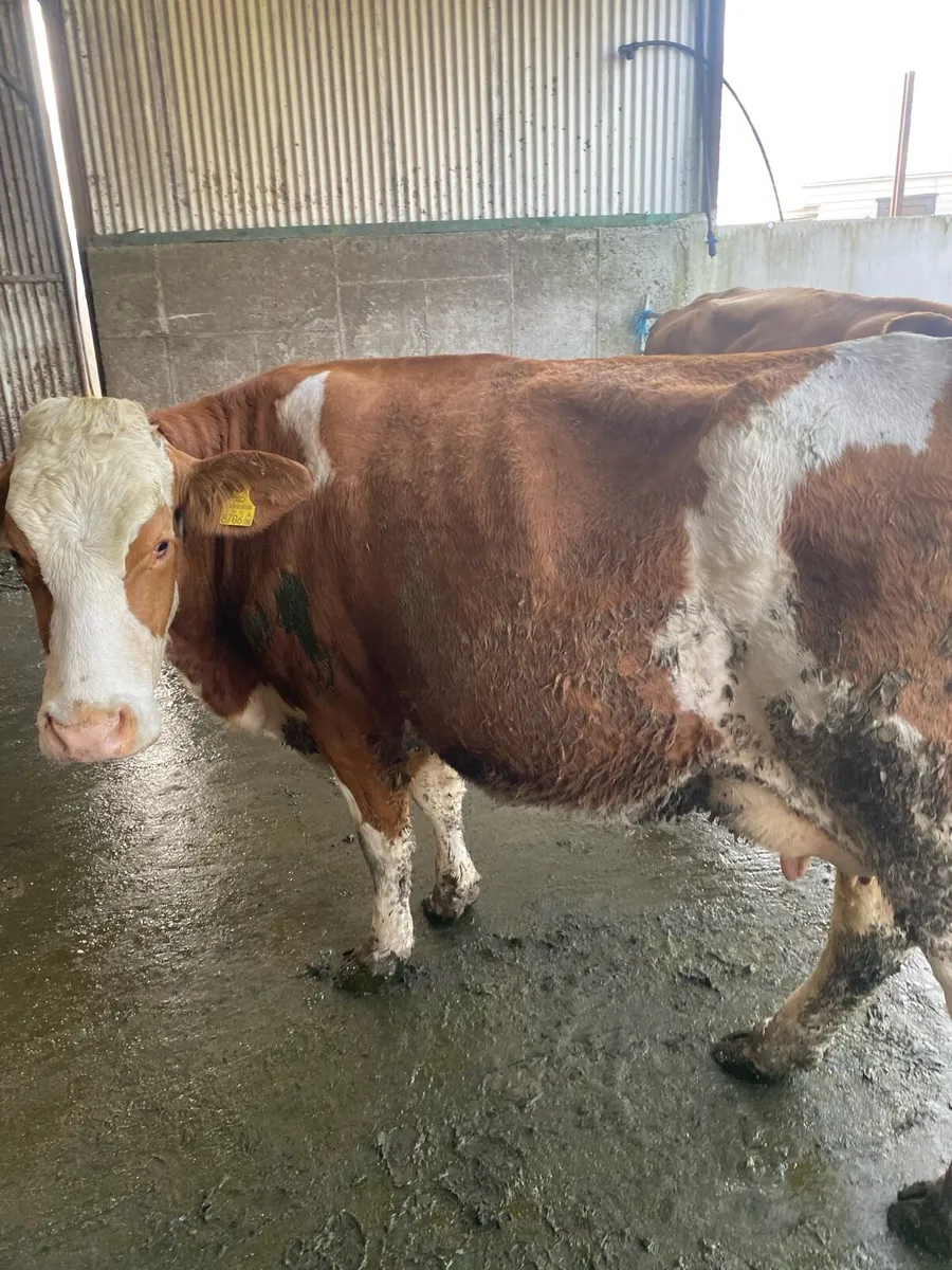 Cows - Image 3