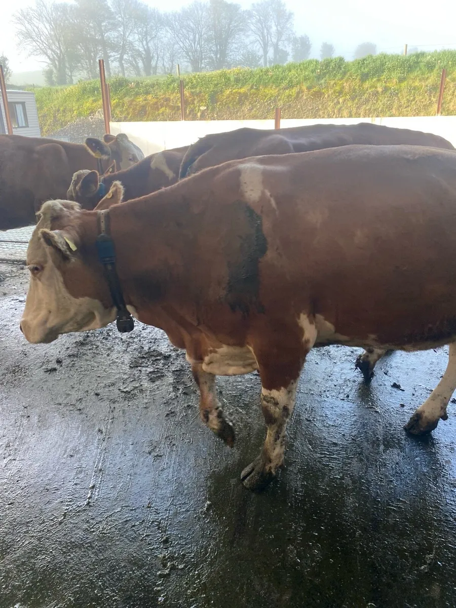 Cows - Image 4