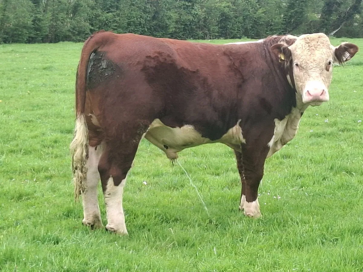 Pedigree Hereford Bulls - Image 4