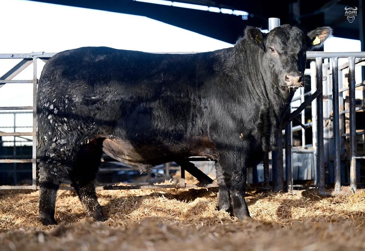 PEDIGREE ABERDEEN ANGUS BULL - Image 1