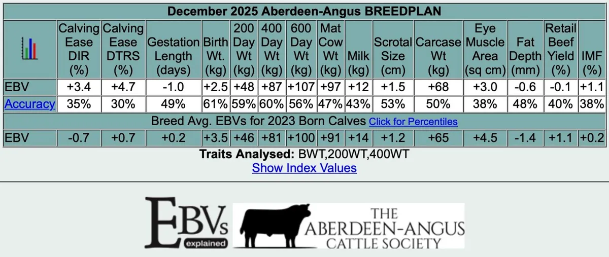 PEDIGREE ABERDEEN ANGUS BULL - Image 3