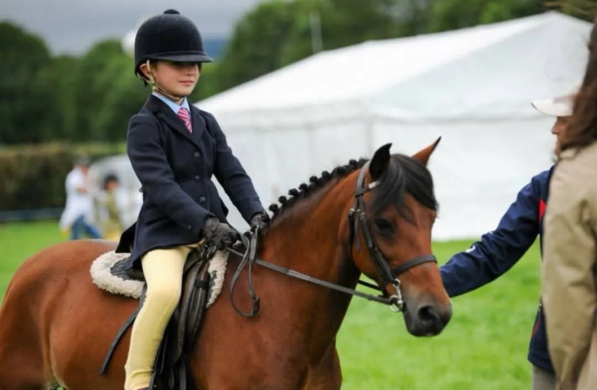 Safe family pony - Image 4