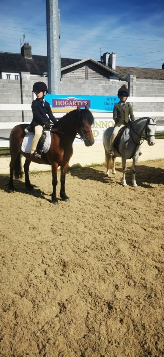 Safe family pony - Image 1