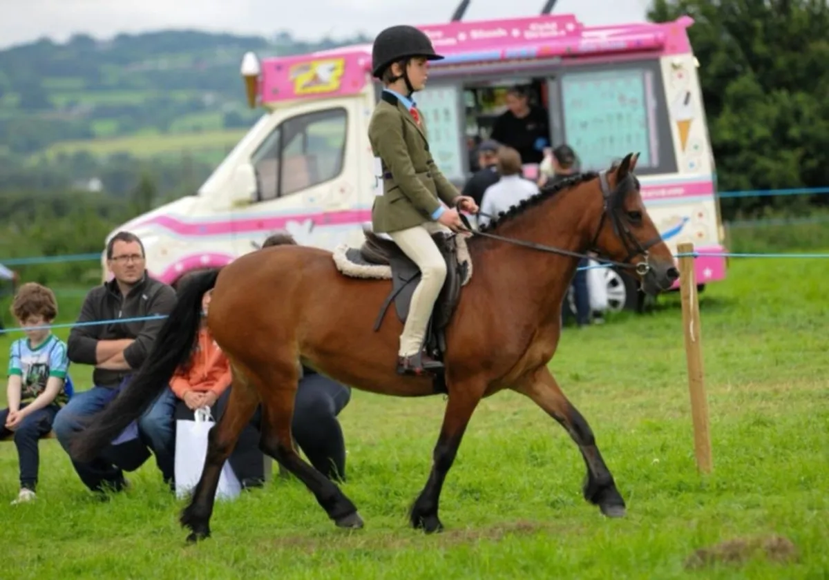 Safe family pony - Image 3