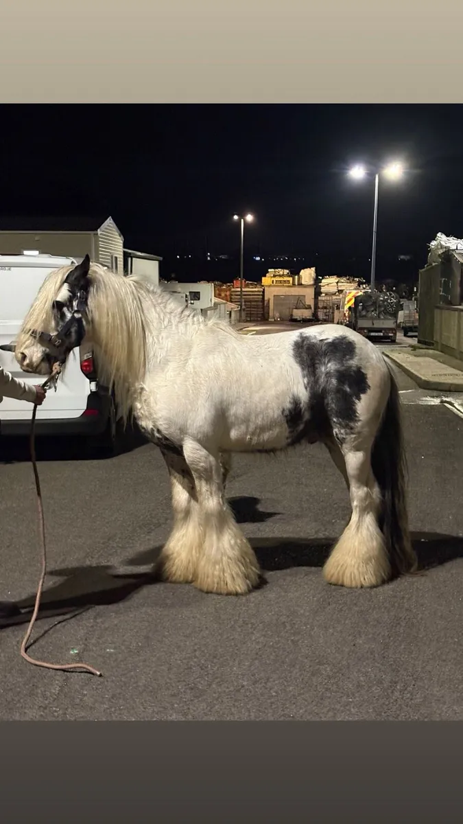 Stallion for sale - Image 2