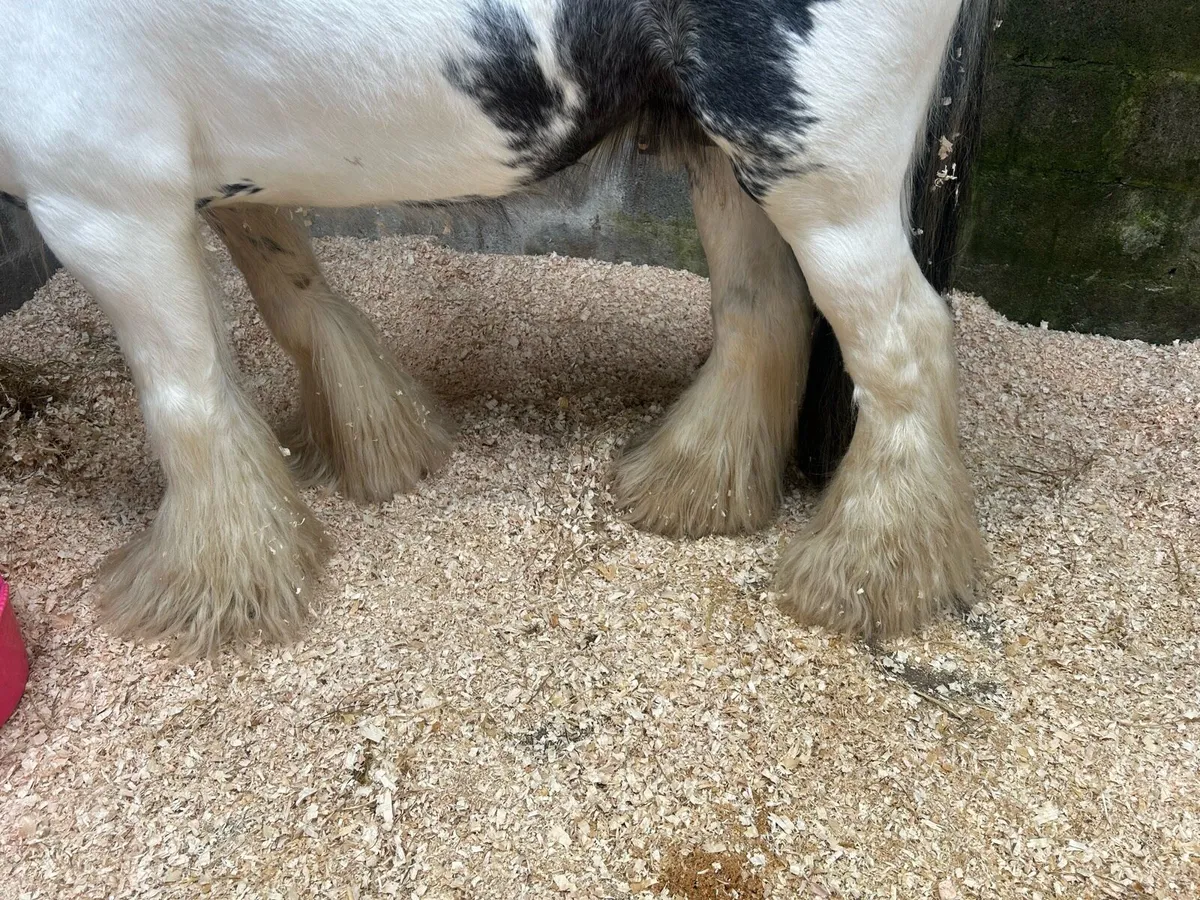 Stallion for sale - Image 3