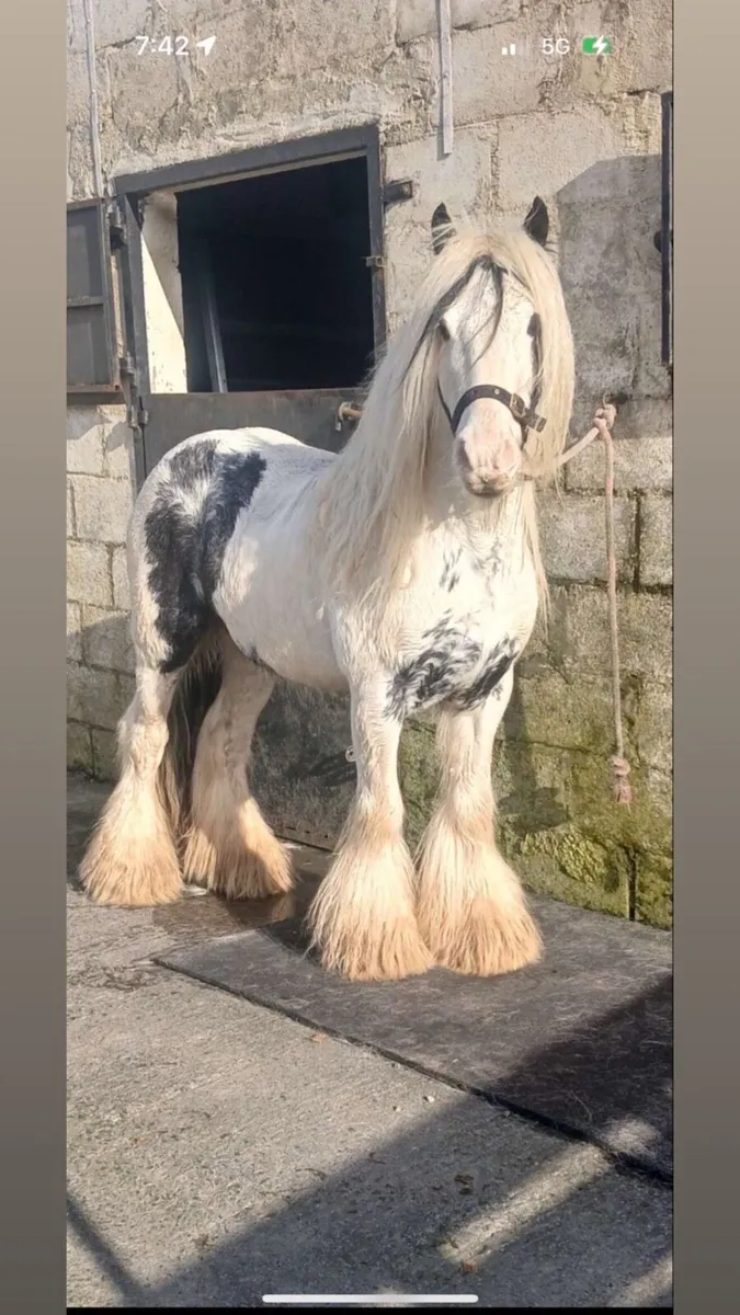 Stallion for sale - Image 1