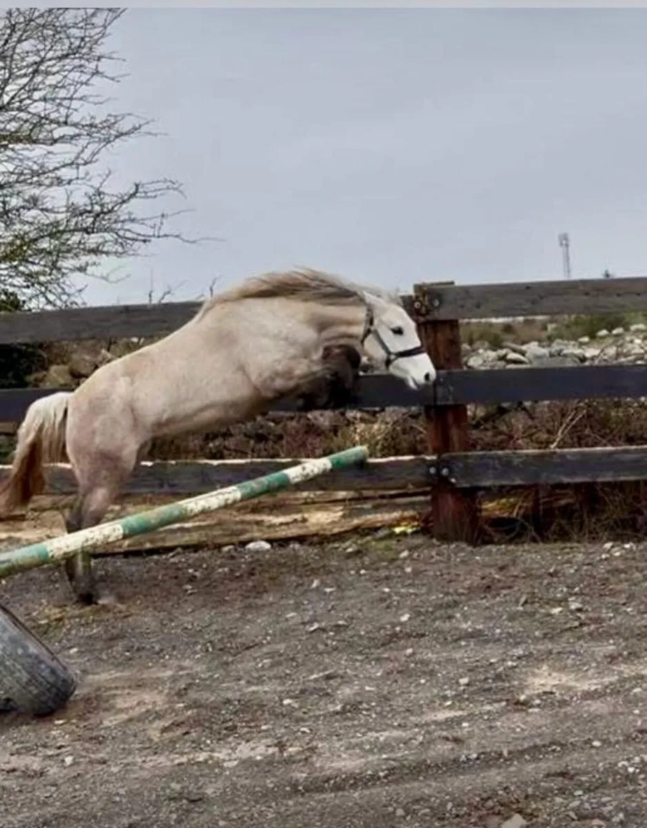 Connemara Filly - Image 4