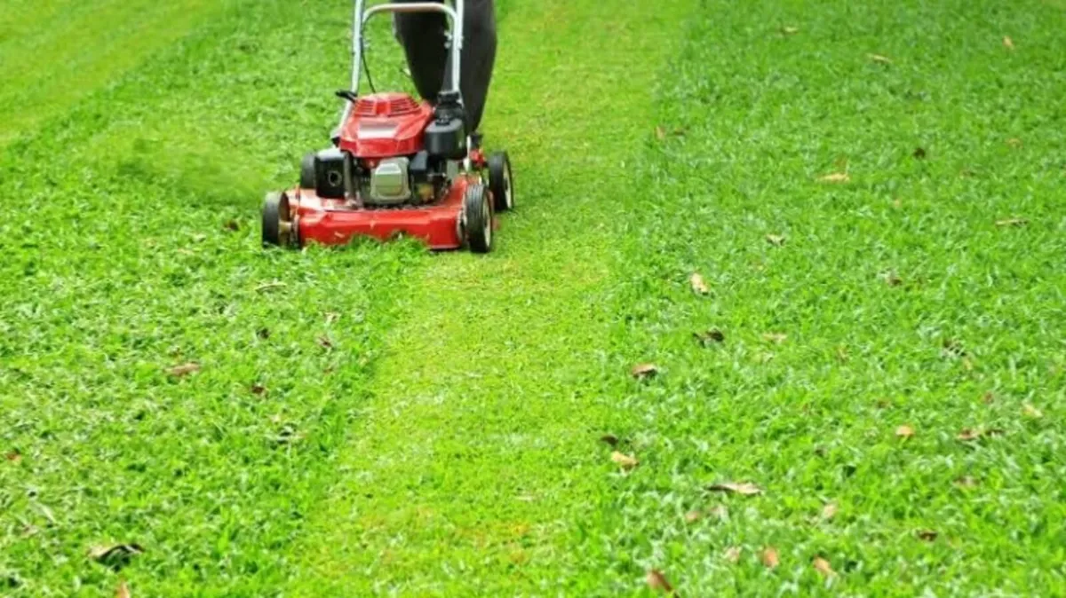 If anyone is looking to get there grass cut in Lon - Image 1