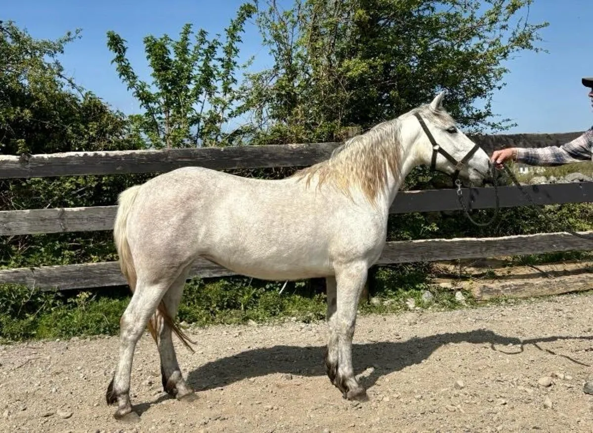 Connemara Filly - Image 1