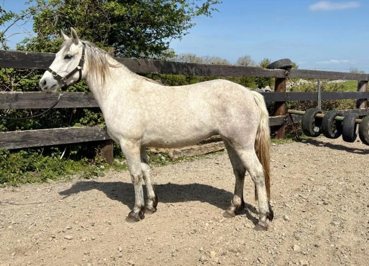 Connemara Filly - Image 2