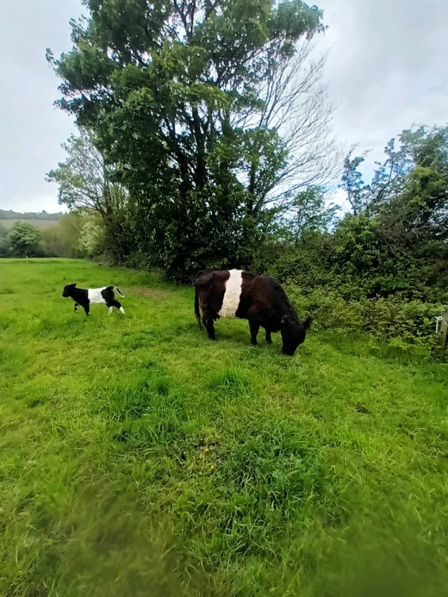 COW AND CALF - Image 1