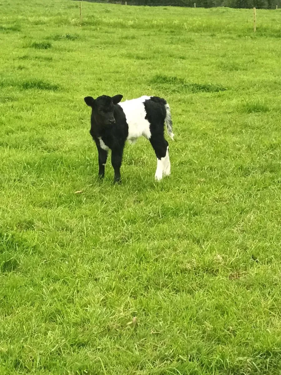 COW AND CALF - Image 4