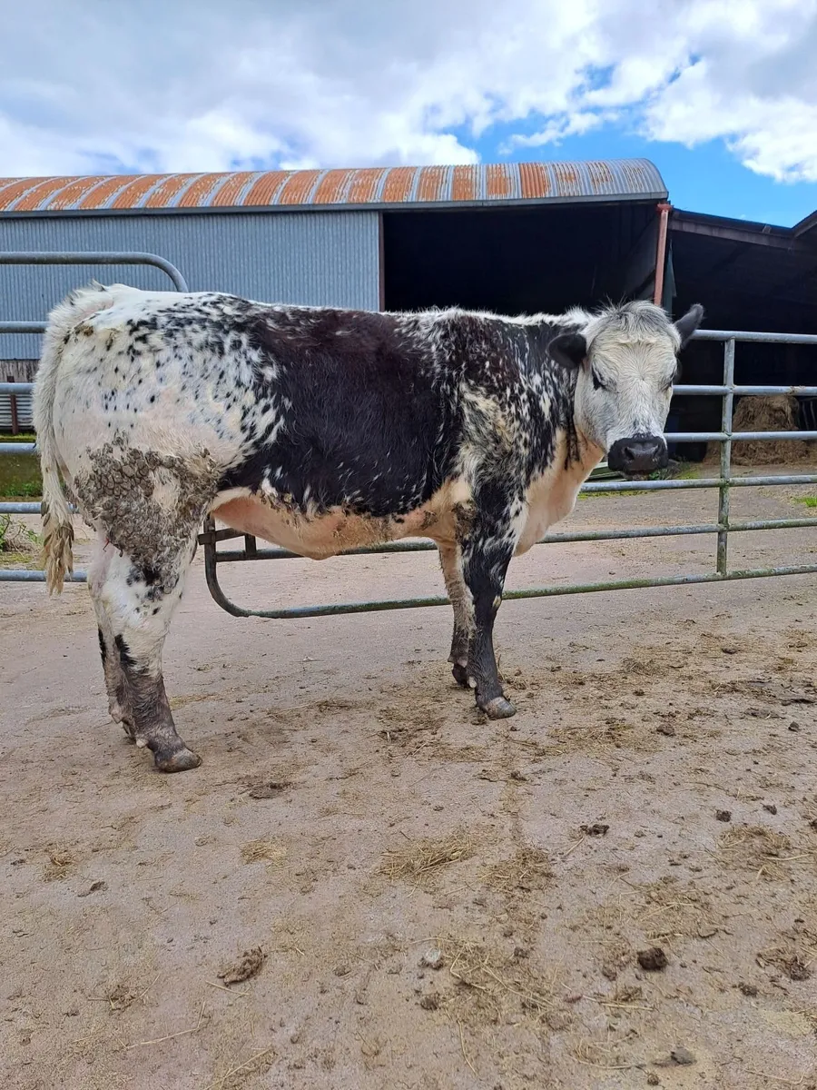 Breeding heifers - Image 3