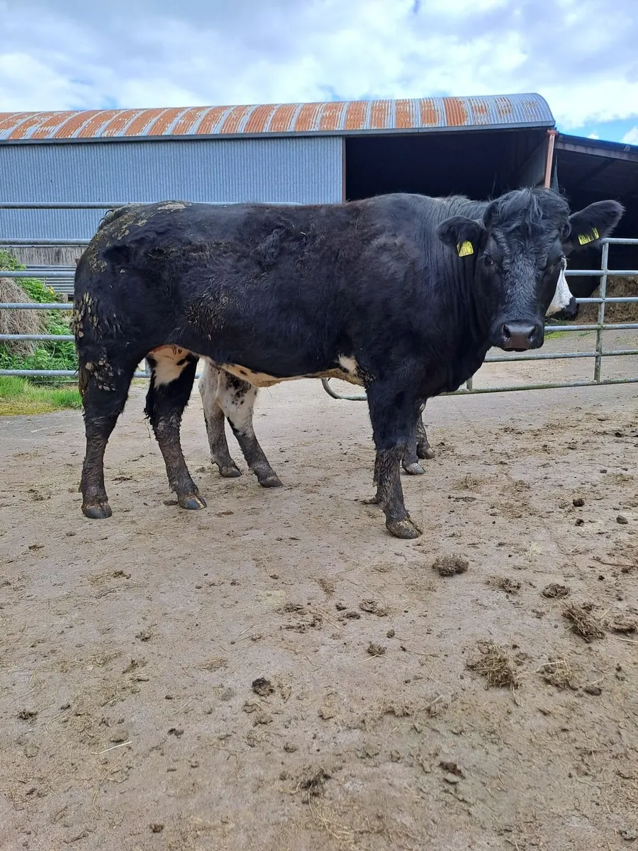 Breeding heifers - Image 4