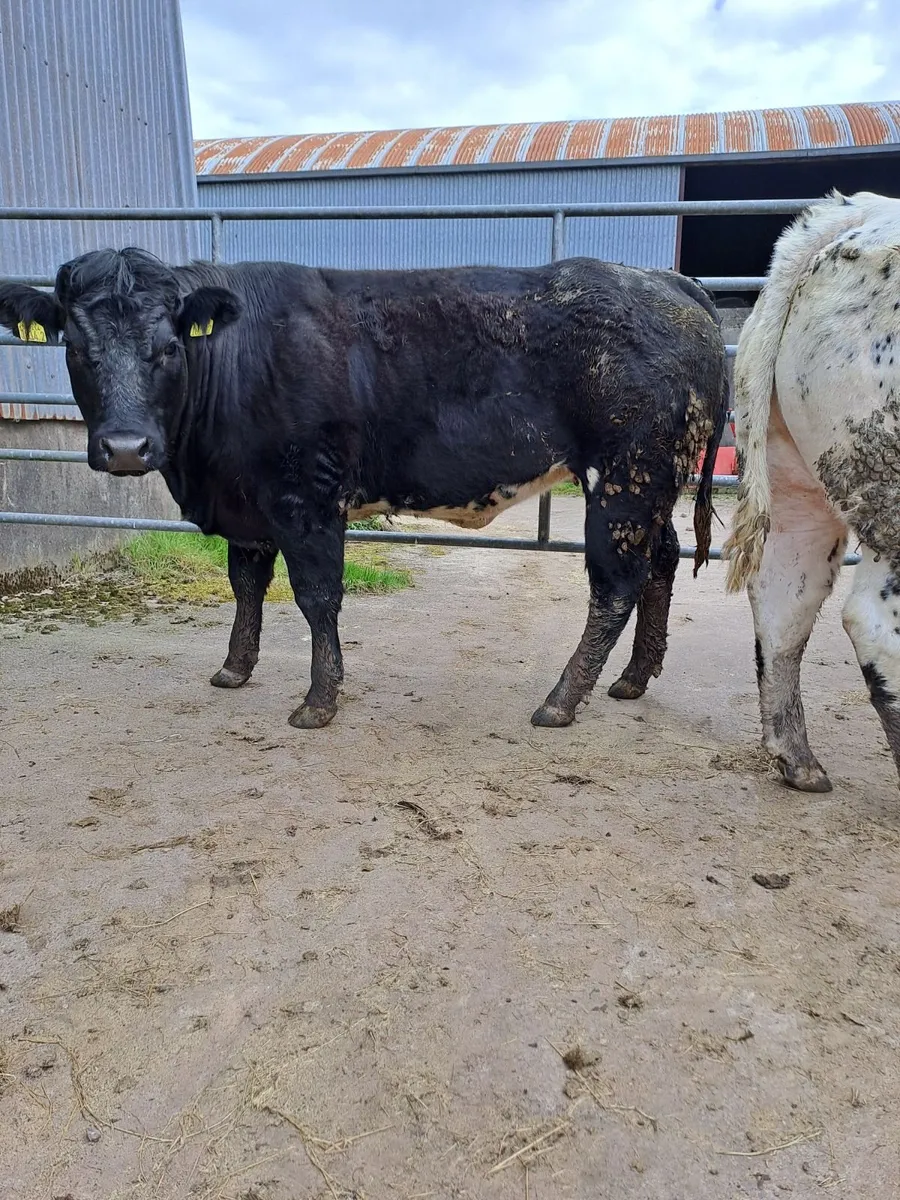 Breeding heifers - Image 2