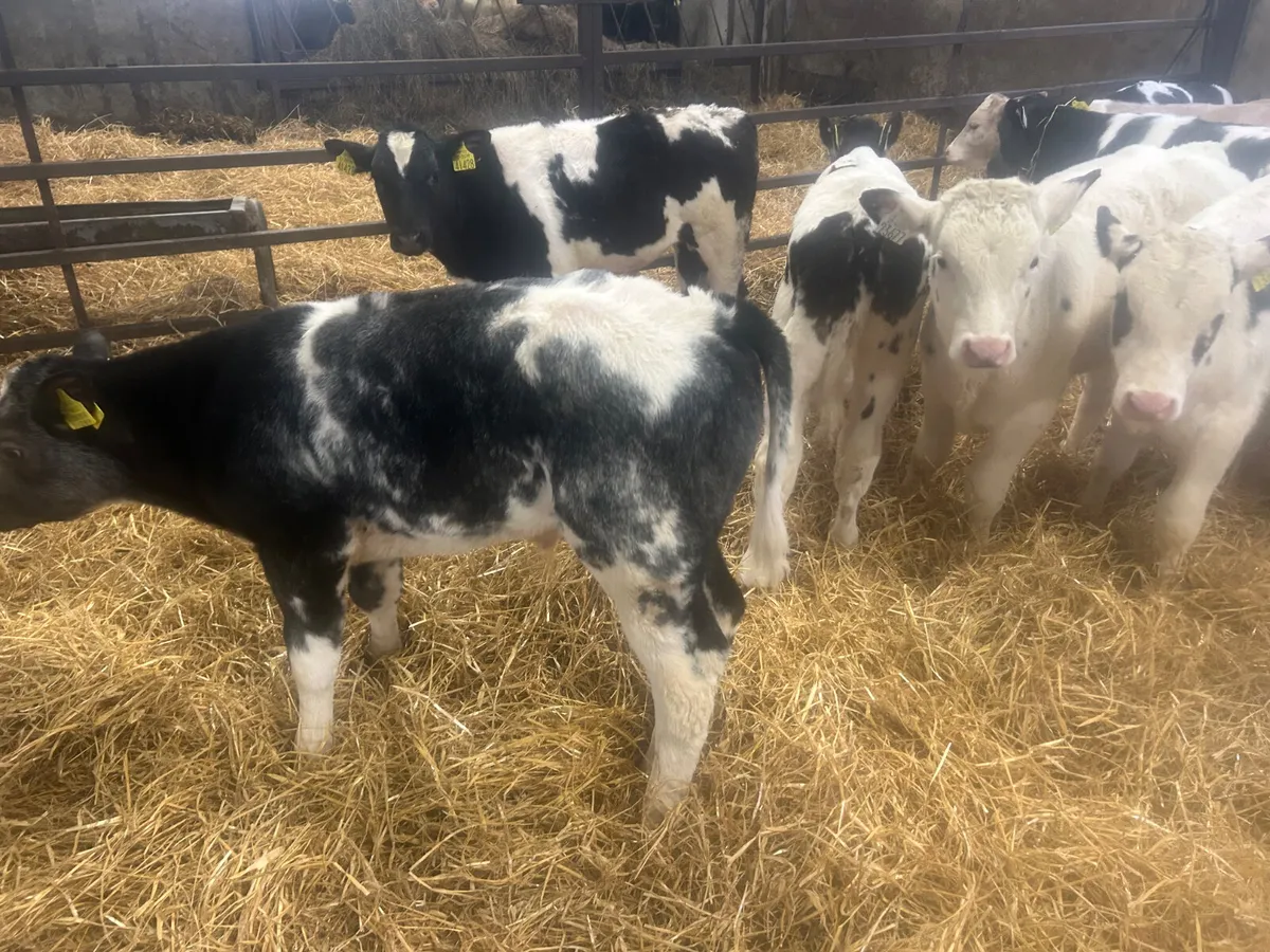 10 bull calves - Image 4